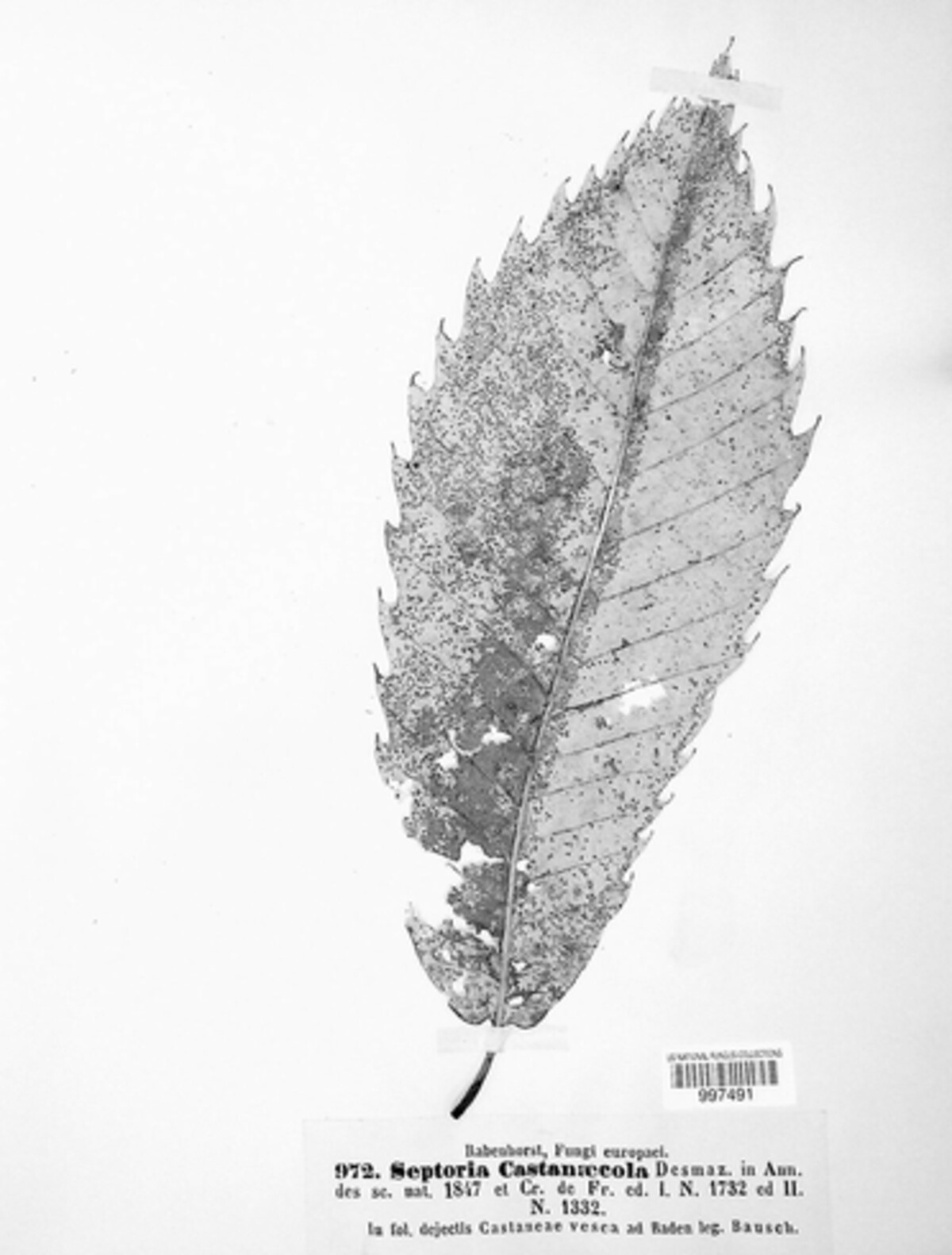 Stromatoseptoria castaneicola image